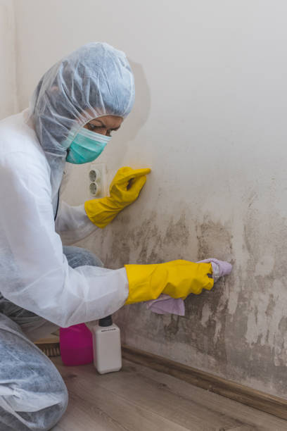 Best Mold Damage Restoration  in Penrose, CO